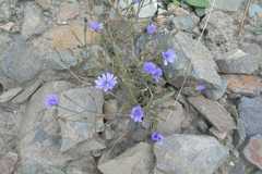 Lactuca dolichophylla